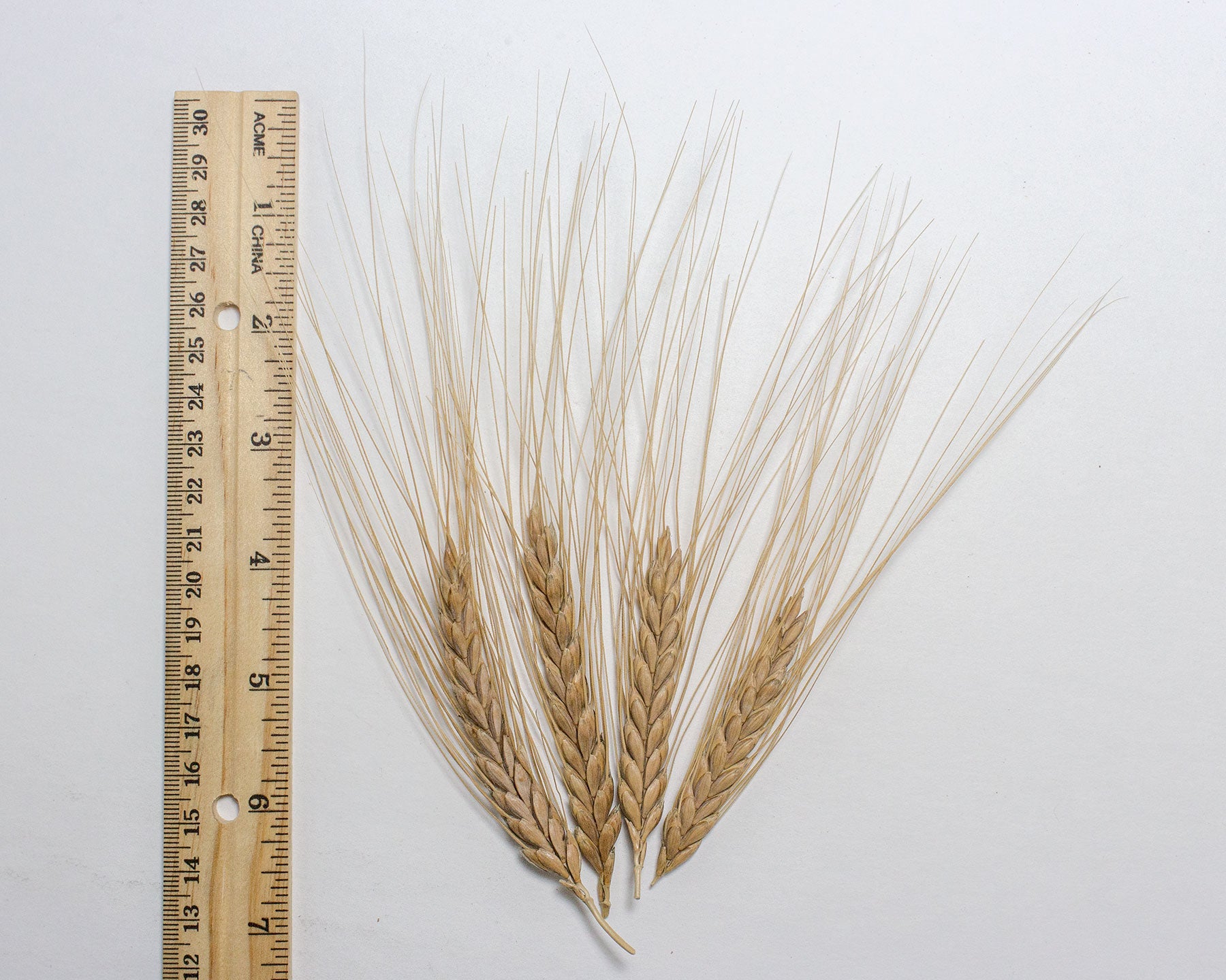 Wheat (Emmer) - Erythrurum