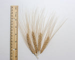 Load image into Gallery viewer, Wheat (Emmer) - Erythrurum
