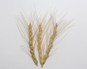 Wheat (Species) - Persian