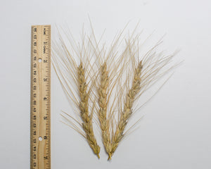 Wheat (Species) - Persian
