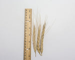 Load image into Gallery viewer, Wheat (Species) - T. Isphanicum
