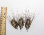 Load image into Gallery viewer, Wheat (Species) - T. Militinae

