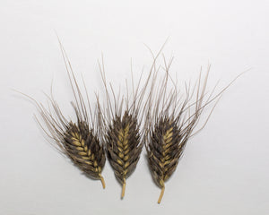 Wheat (Species) - T. Militinae