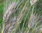 Load image into Gallery viewer, Wheat (Species) - T. Militinae
