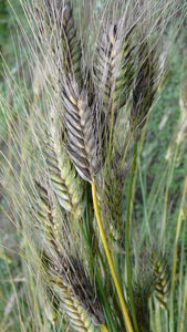 Wheat (Species) - T. Militinae