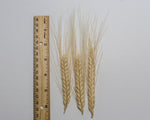 Load image into Gallery viewer, Wheat (Species) - T. Ovatum

