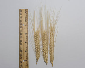 Wheat (Species) - T. Ovatum