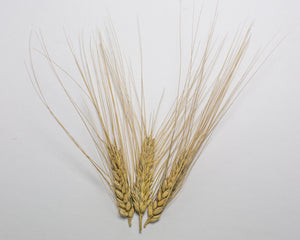 Wheat (Species) - T. Petropavlovskyi