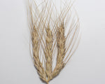 Load image into Gallery viewer, Wheat (Species) - Khorassan
