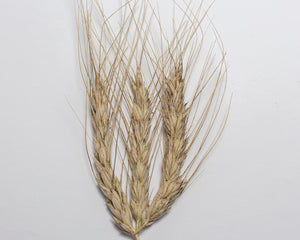 Wheat (Species) - Khorassan