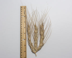 Wheat (Species) - Khorassan