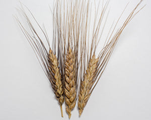 Wheat (Bread) - Tan/Blue Decorative