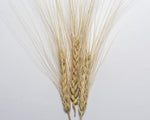 Load image into Gallery viewer, Wheat (Durum) - Timilia de Fuente de Piedra
