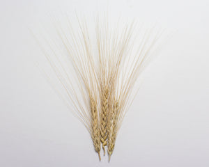 Wheat (Durum) - Timilia de Fuente de Piedra