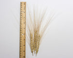 Load image into Gallery viewer, Wheat (Durum) - Timilia de Fuente de Piedra

