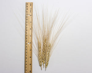 Wheat (Durum) - Timilia de Fuente de Piedra