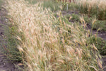 Load image into Gallery viewer, Wheat (Bread) - Peru Trigo
