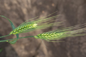 Wheat (Bread) - Peru Trigo
