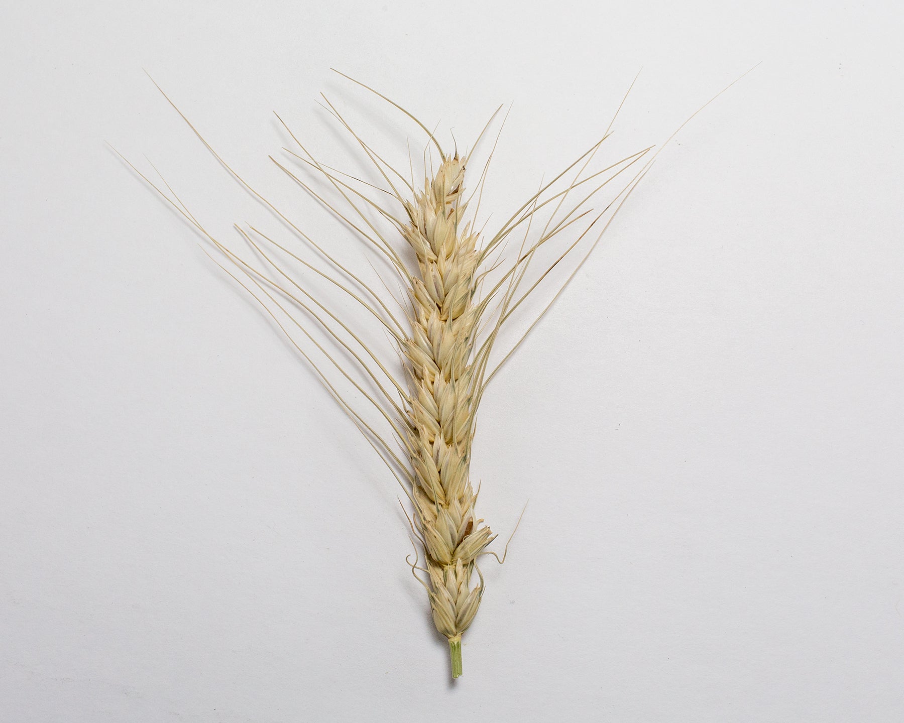 Wheat Cross - Tritinaldia