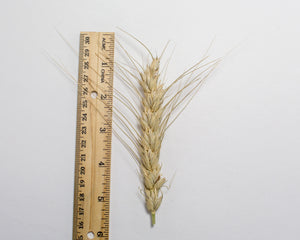 Wheat Cross - Tritinaldia