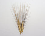 Load image into Gallery viewer, Wheat (Durum) - Wakooma
