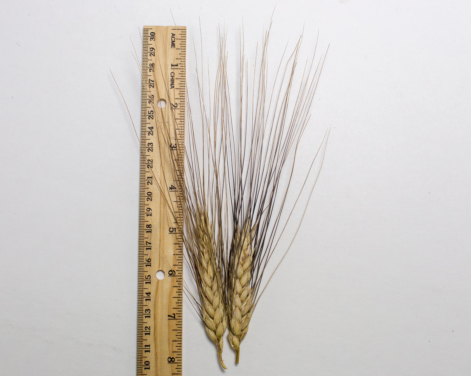 Wheat (Durum) - Wakooma