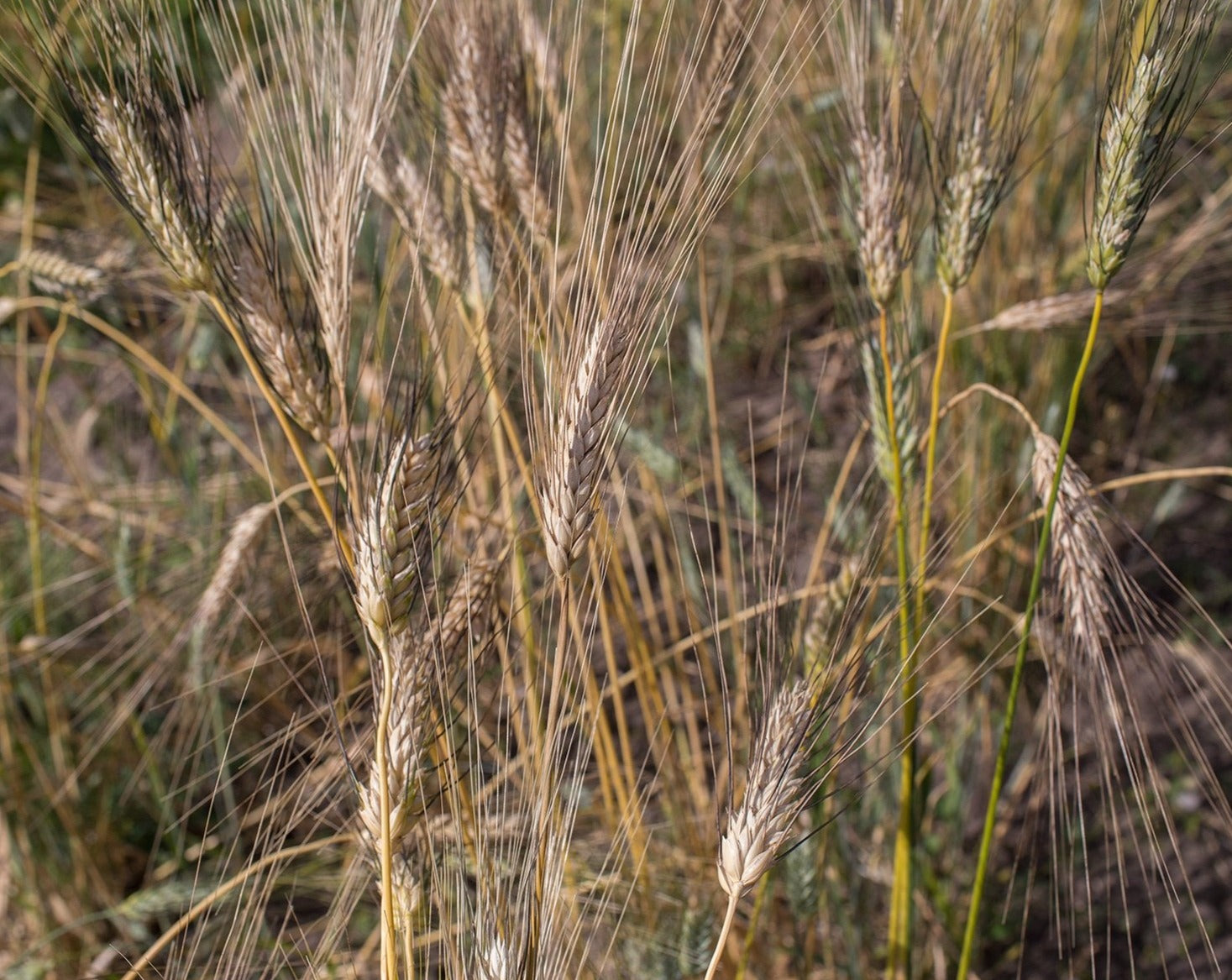 Wheat (Durum) - Wakooma