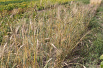 Load image into Gallery viewer, Wheat (Durum) - Wakooma
