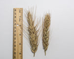 Load image into Gallery viewer, Wheat Cross (Triticale) - Welsh
