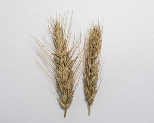 Wheat Cross (Triticale) - Welsh