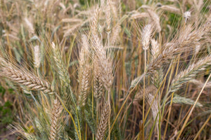 Wheat Cross (Triticale) - Welsh