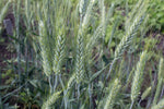 Load image into Gallery viewer, Wheat Cross (Triticale) - Welsh
