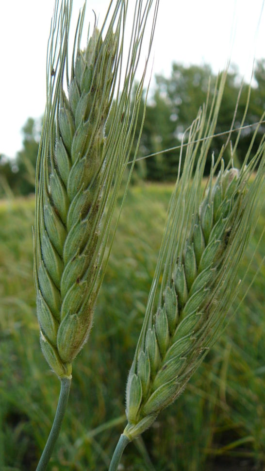 Wheat (Species) - Zhukovsky