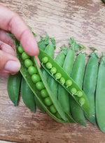 Load image into Gallery viewer, Shelling Pea (Bush) - Knight
