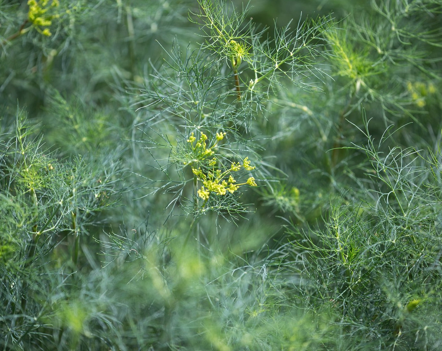 Herb - Dill