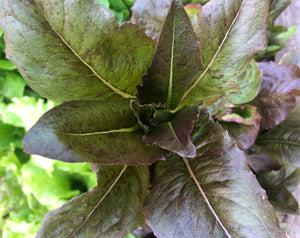 Lettuce - Really Red Deer Tongue