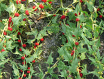 Load image into Gallery viewer, Greens - Strawberry Spinach
