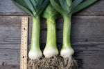 Load image into Gallery viewer, Onion (Leek) – Giant Musselburgh
