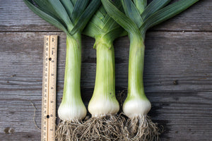Onion (Leek) – Giant Musselburgh