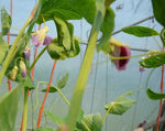 Load image into Gallery viewer, Snow Pea (Tall) - Golden Sweet
