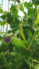 Load image into Gallery viewer, Snow Pea (Tall) - Golden Sweet
