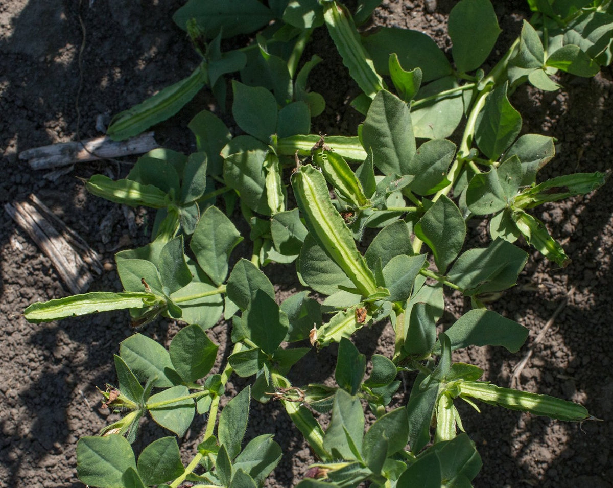 Winged Pea/Asparagus Pea – Prairie Garden Seeds