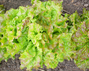 Lettuce (Leaf) - Prizehead