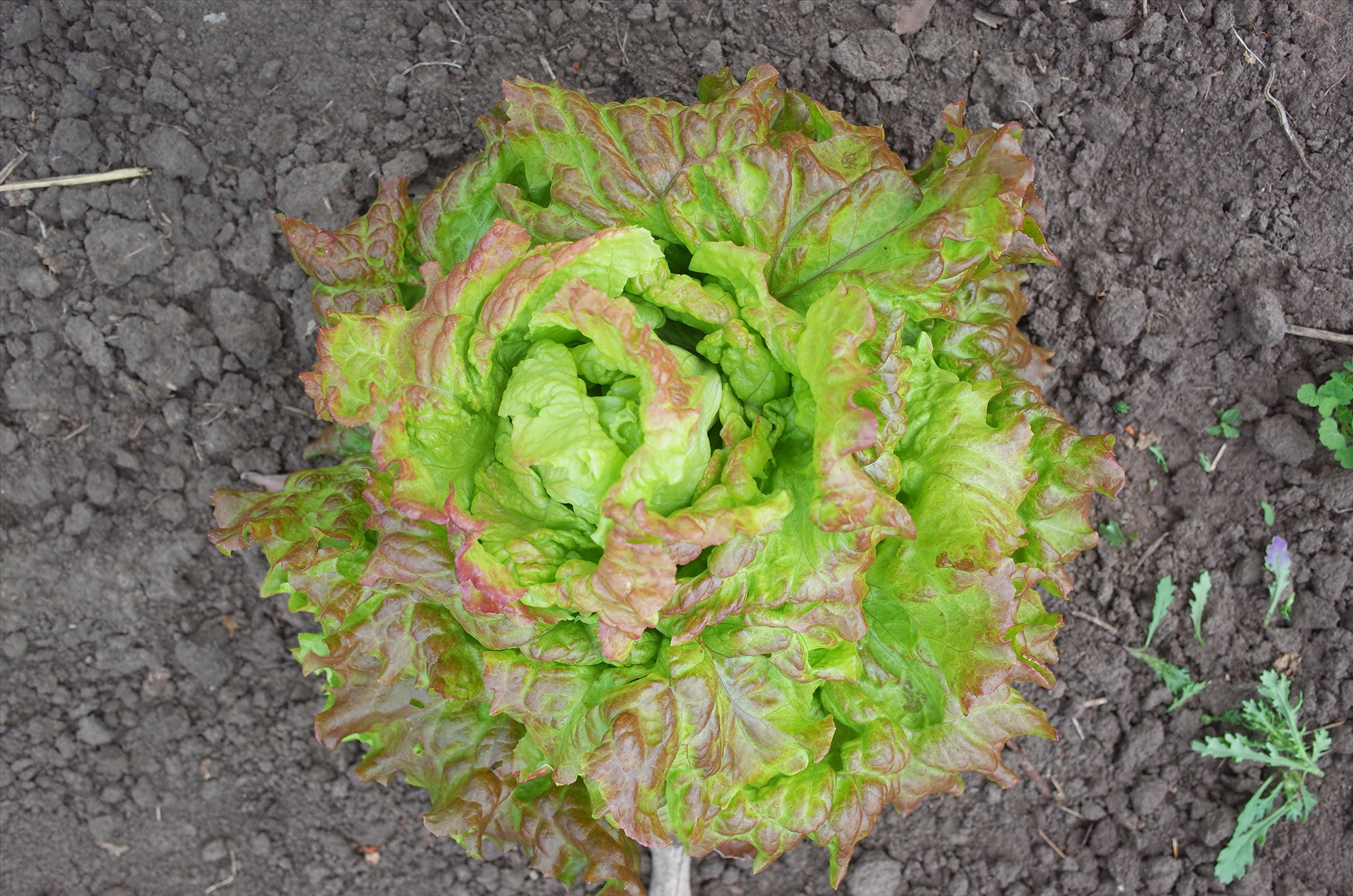 Lettuce (Leaf) - Prizehead