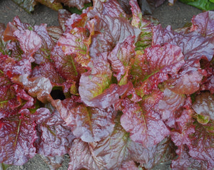 Lettuce (Romaine) - Red