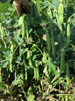 Load image into Gallery viewer, Shelling Pea (Bush) - Bounty
