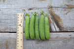 Load image into Gallery viewer, Shelling Pea (Bush) - Early Onward
