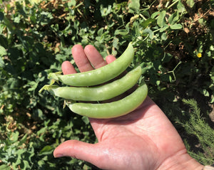 Snap Pea (Bush) - Mega