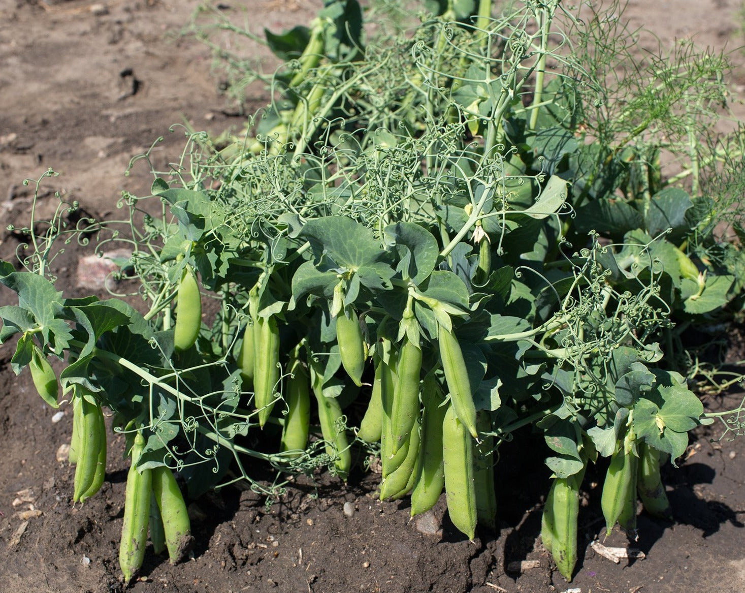 Snap Pea (Bush) - Sugar Lace – Prairie Garden Seeds