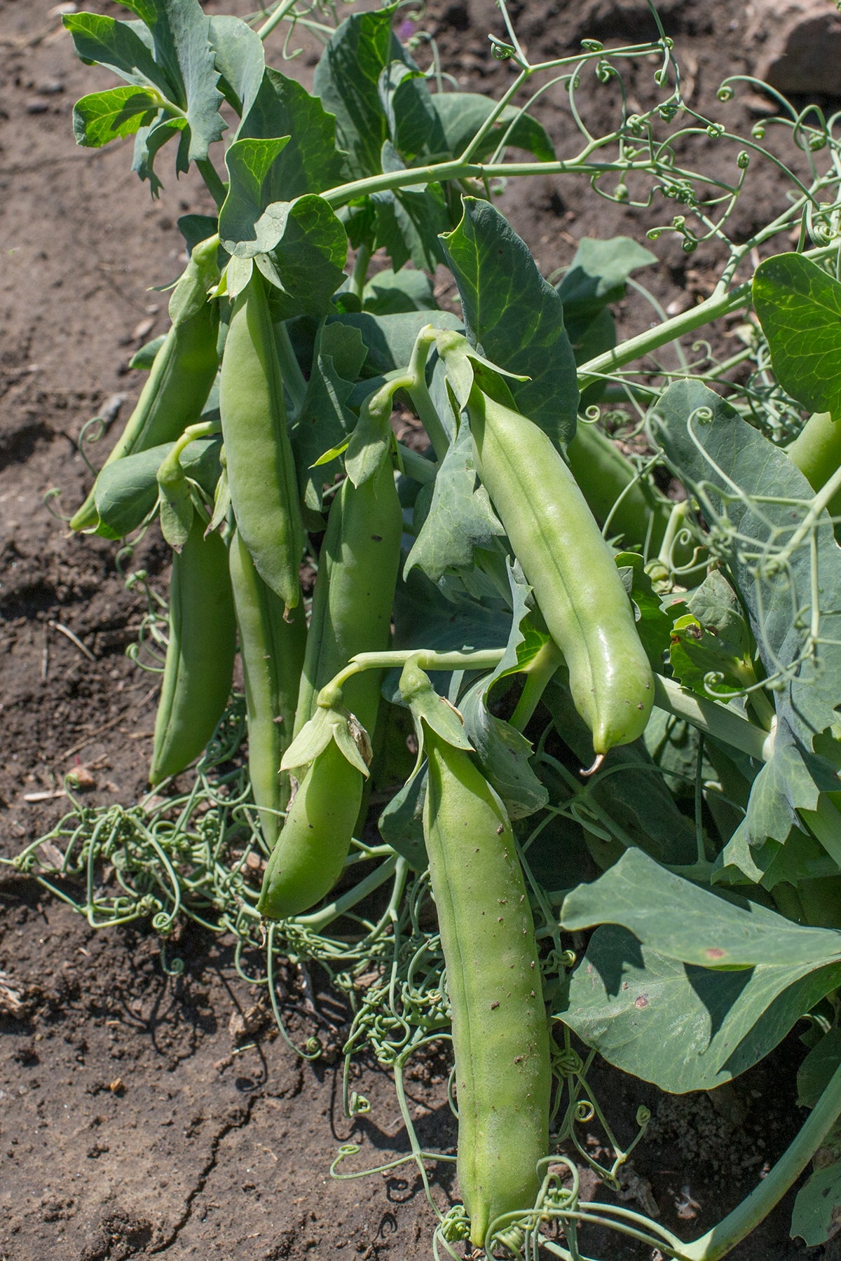 Snap Pea (Bush) - Sugar Lace – Prairie Garden Seeds
